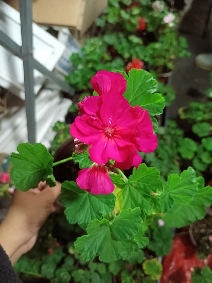 【紫罗兰】直立天竺葵（零下拍保温冻坏不售后）