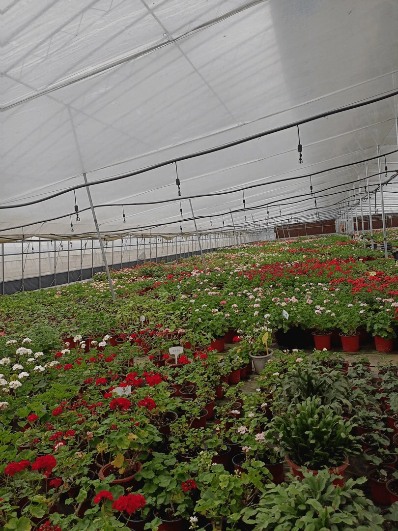 天竺葵混苗6颗没有售后（零下拍保温冻坏不售后）