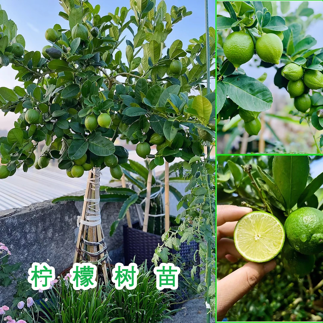 优质四季壮苗香水柠檬树苗带土带叶发货嫁接当年种植当年结果
