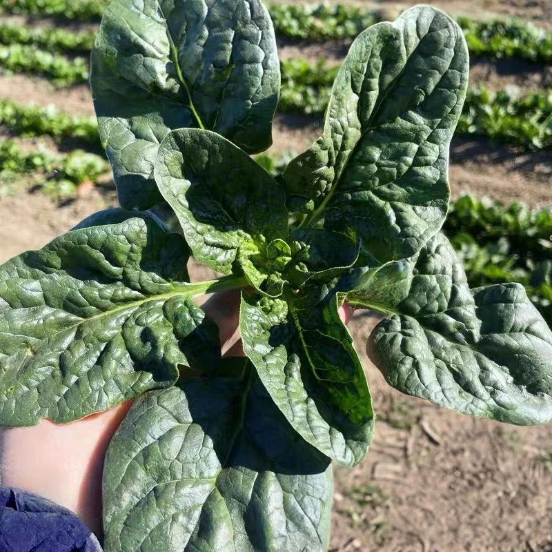 【送香菜】菠菜 老品种红根菠菜 圆叶菠菜 河南农家种植 鲜嫩爽口A