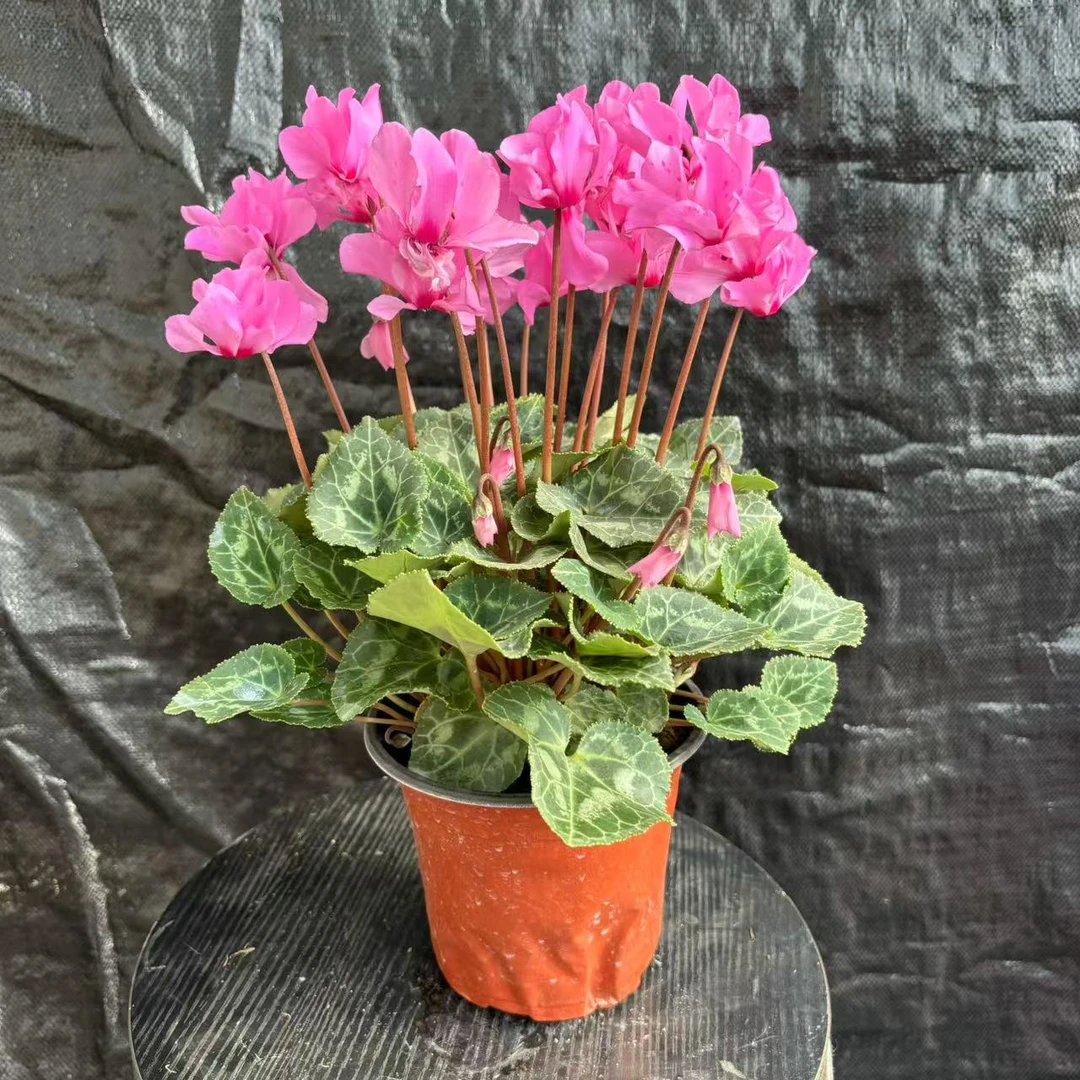 【花开啦】（小风车 紫色）重瓣F一代仙客来 花期超级长居家阳台花卉