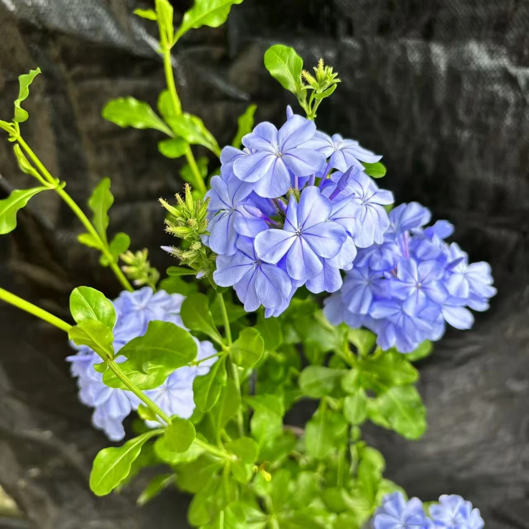 【花开啦】（蓝雪花）天蓝色的小清新！爆花！好养易活居家阳台花卉