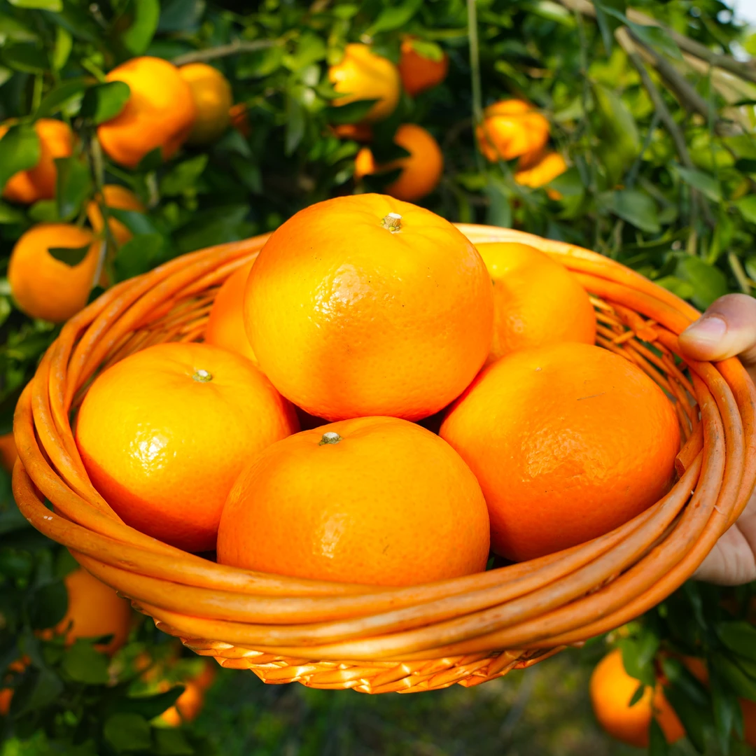 《沃柑净重4.5/8斤》新鲜应季果园直发助农沃柑清甜汁多