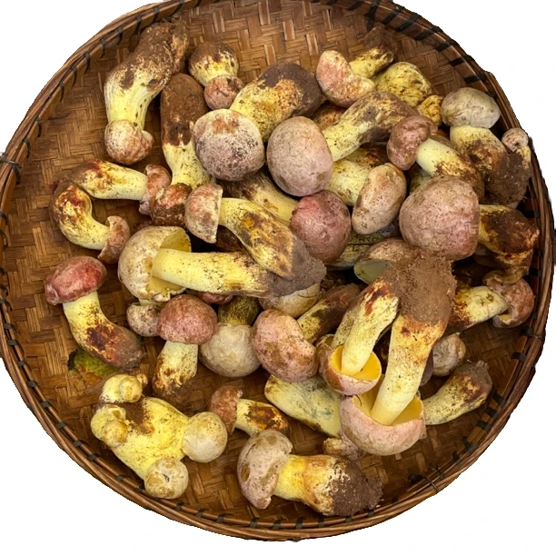 【小穗】云南新鲜野生菌白葱牛肝菌食用菌山珍500g-1000g顺丰包邮