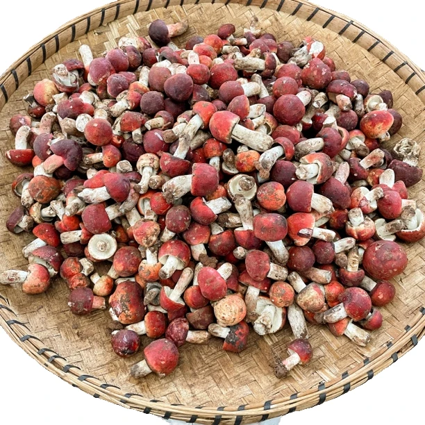 【小穗】云南野生菌精选新鲜红菇大红菌食用菌菇山珍煲汤月子菇包邮