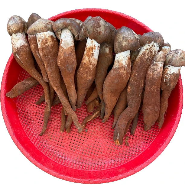 【小穗】云南野生菌新鲜鸡枞菌美味山珍顺丰冷链包邮