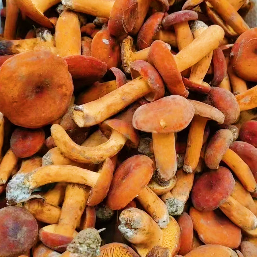 【小穗】新鲜奶浆菌食用菌菇农产品美味山珍顺丰冷链空运包邮