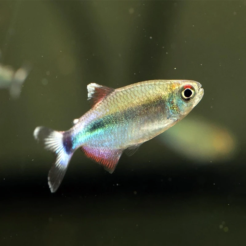 南美灯科鱼【天空蓝宝灯】活体发货