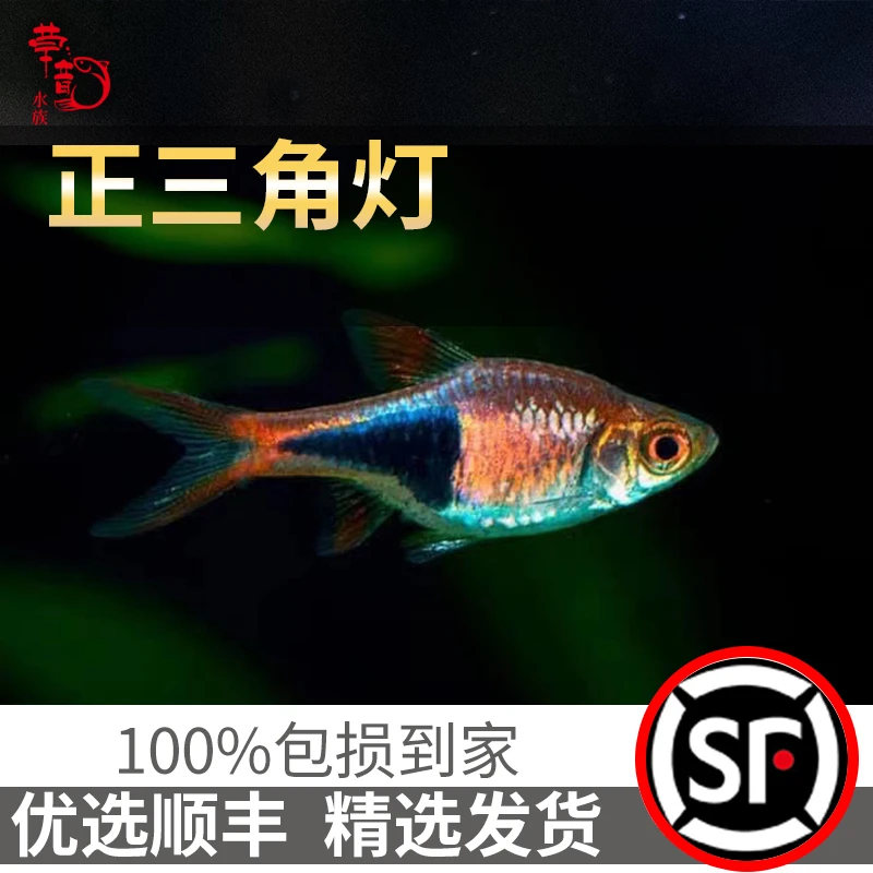 【草韵水族】进口野生生灯科鱼正三角灯活体草缸观赏热带鱼活体精选