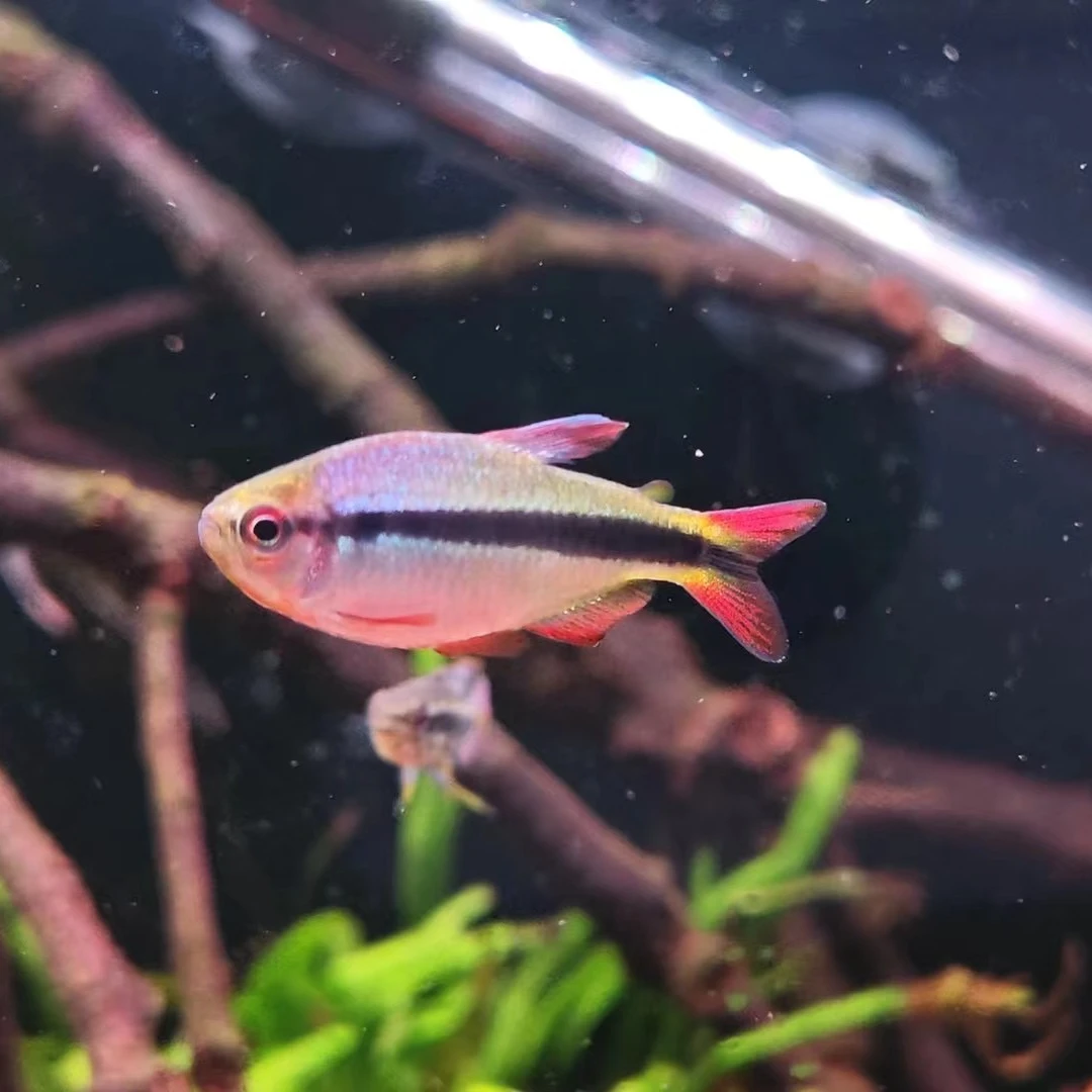 小型鱼热带观赏鱼皇室青魔鬼灯草缸鱼灯科鱼活体发货