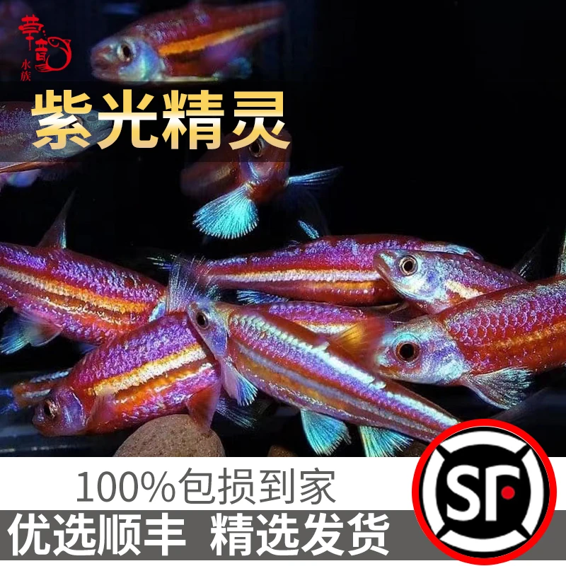冷水观赏鱼紫光精灵大尺寸发色野生活体精选灯科鱼野生