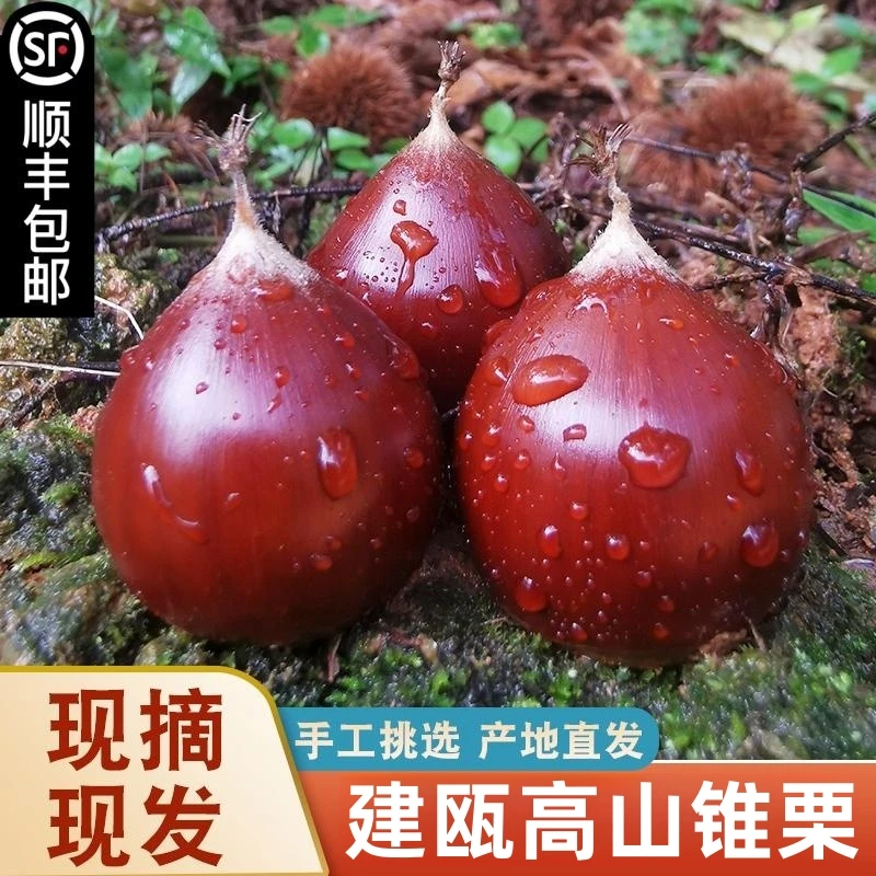 2024年新货建瓯锥栗生新鲜现摘圆栗板栗高山野生毛栗子1/2/3/5斤