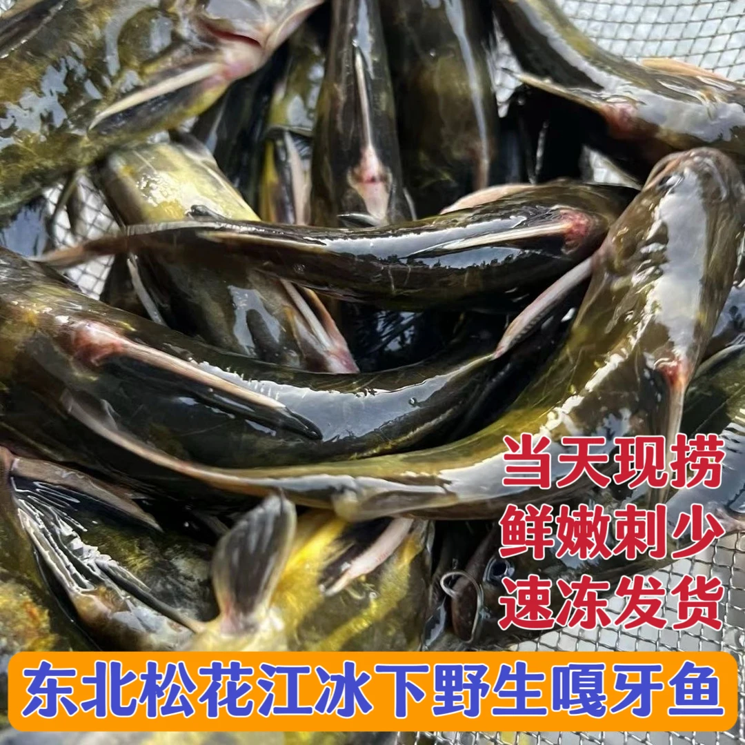 松花江野生冰下嘎牙子鱼4斤鲜嫩刺少速冻发货