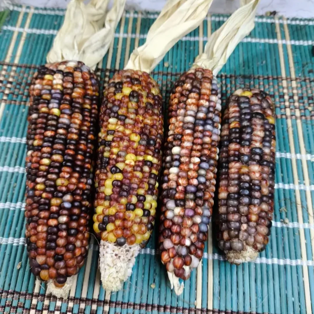 DIY文玩小玉米10根随机