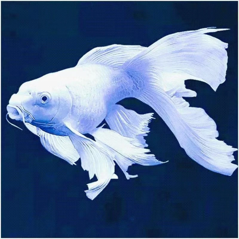 渔场直销  精品蝴蝶鲤2厘米左右