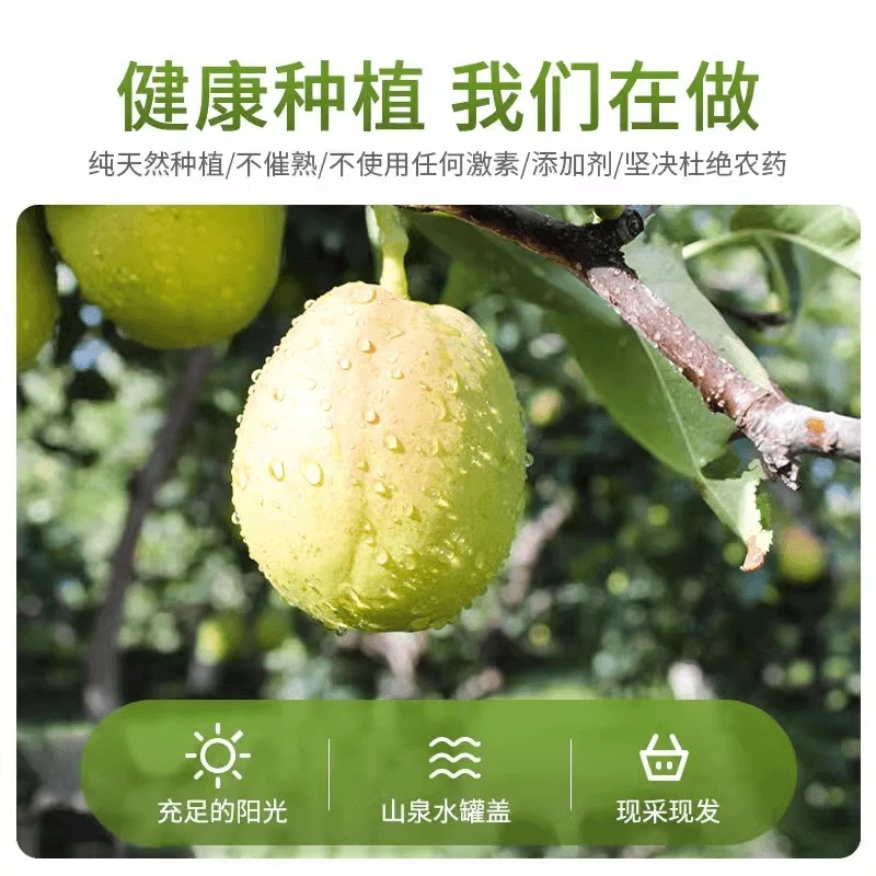 【大斌子专属】新疆库尔勒当季香梨现采现发净重10斤新鲜梨子脆甜