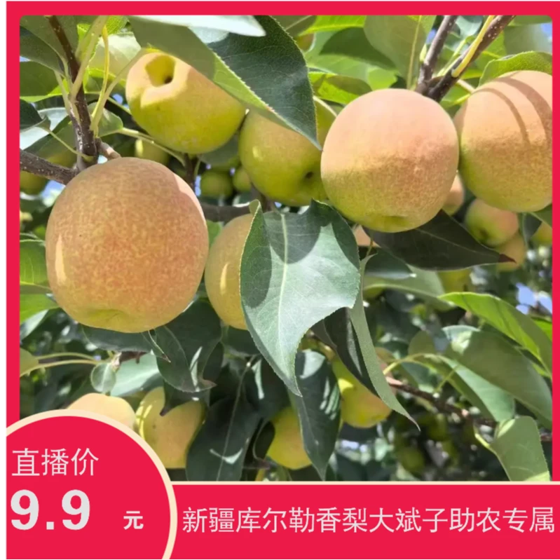 【大斌子专属】新疆库尔勒当季香梨现采现发净重3斤新鲜梨子