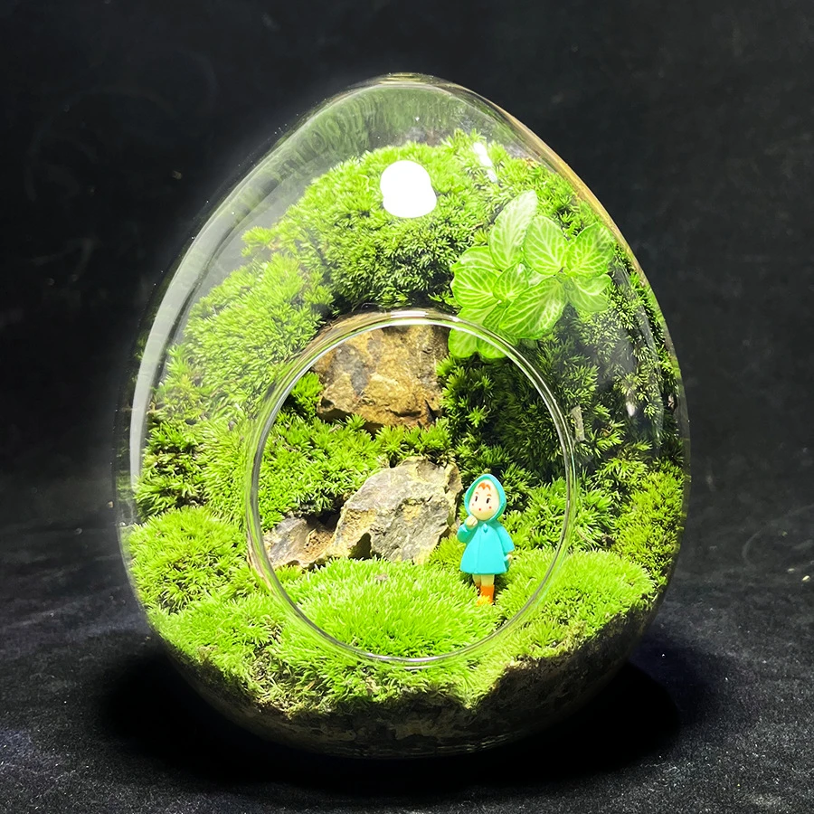 桌面趣味好养苔藓微景观系列蛋壳闷养生态种好发货创意绿植盆栽