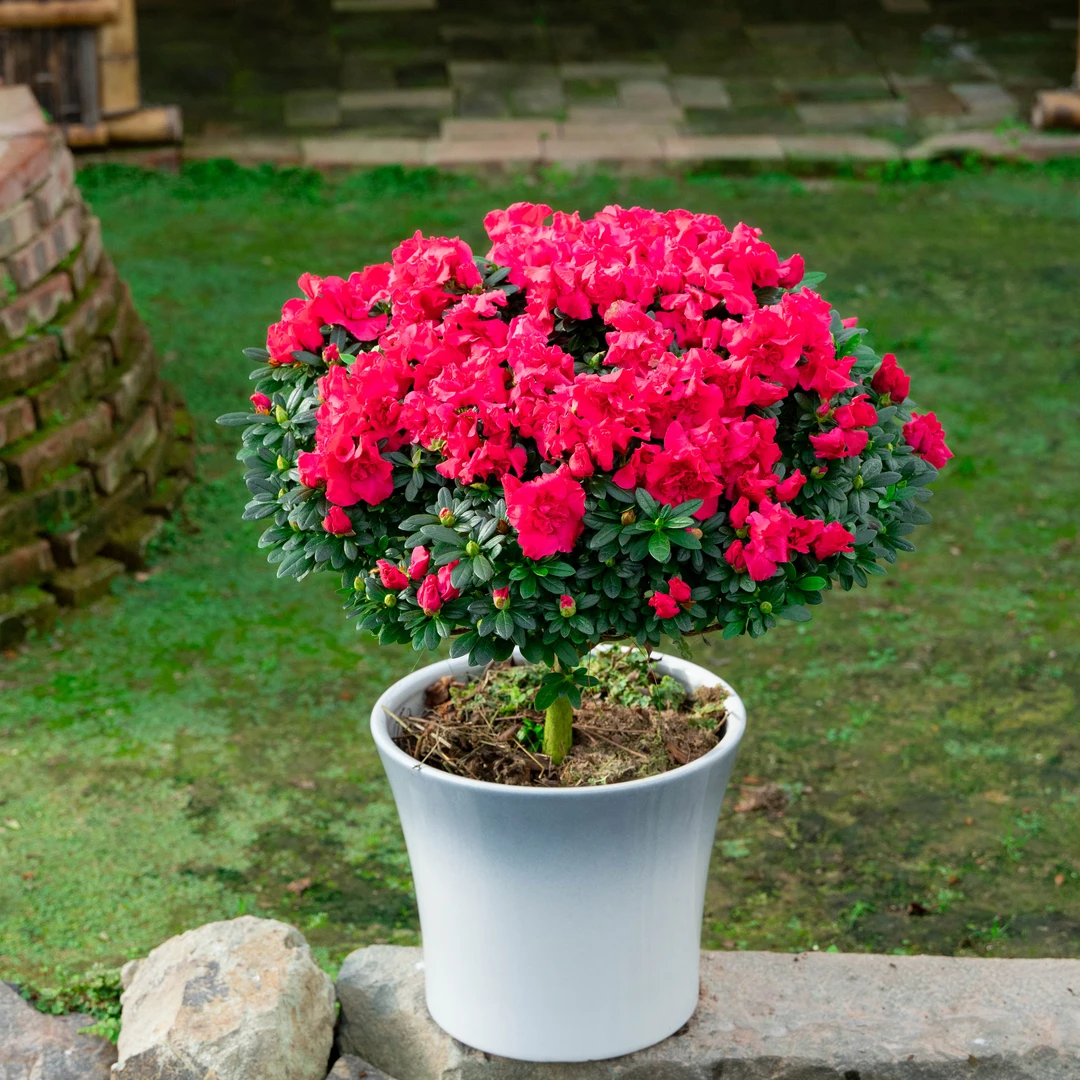 顺丰包邮杜鹃花带花苞大棵四季开花植物室内外阳台好养易活花卉