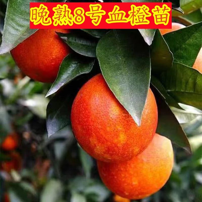 正宗晚熟8号血橙苗嫁接橙子树苗红肉塔罗科血橙苗晚熟8号血橙树苗