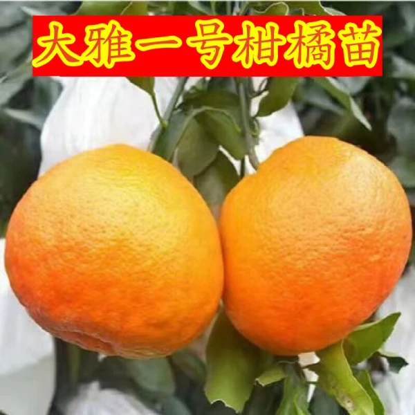 正宗大雅一号柑橘苗当年结果大雅柑一号树苗盆栽地栽大雅柑1号苗