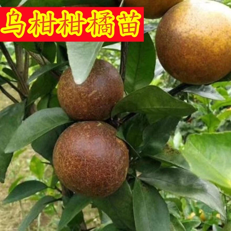 正宗乌柑柑橘苗盆栽地栽四季种植皮薄多汁乌柑苗当年结果柑桔树苗