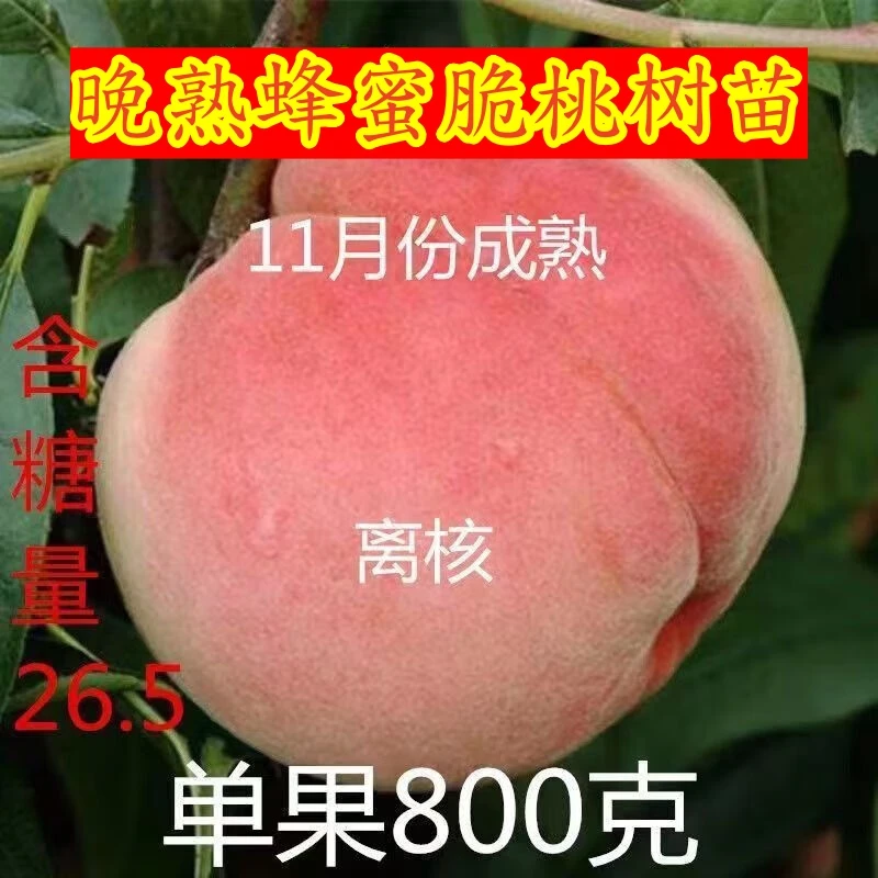 正宗晚熟冬桃苗特大蜂蜜脆桃树苗当年结果嫁接新品种冬桃树苗高产