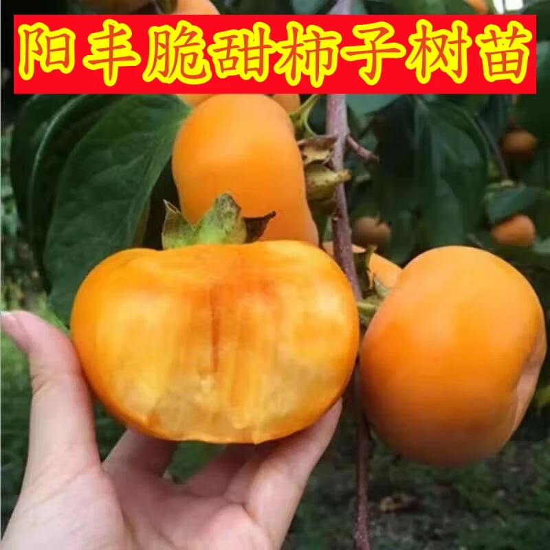 正宗阳丰脆甜柿子树苗嫁接特大柿子苗盆栽地栽脆甜柿子苗当年结果