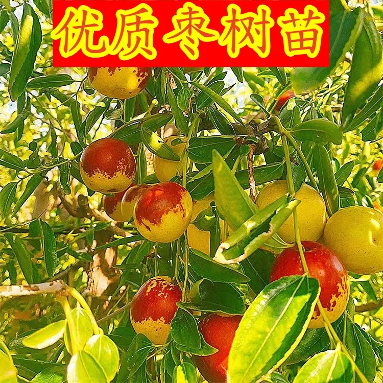 沾化冬枣树苗特大冬枣苗盆栽地栽南北方种植正宗枣树苗当年结果