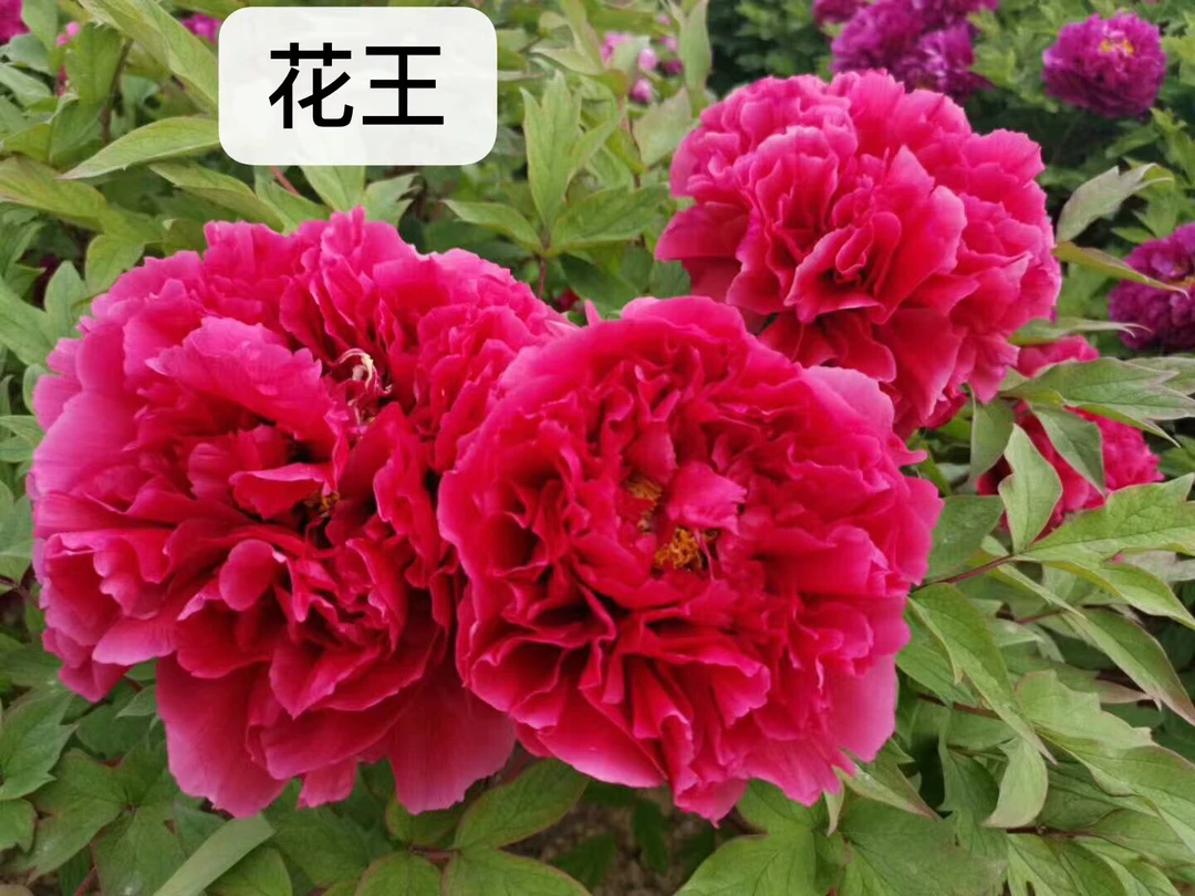 花王树一物一拍(先发肥料,秋季发苗)国旗红