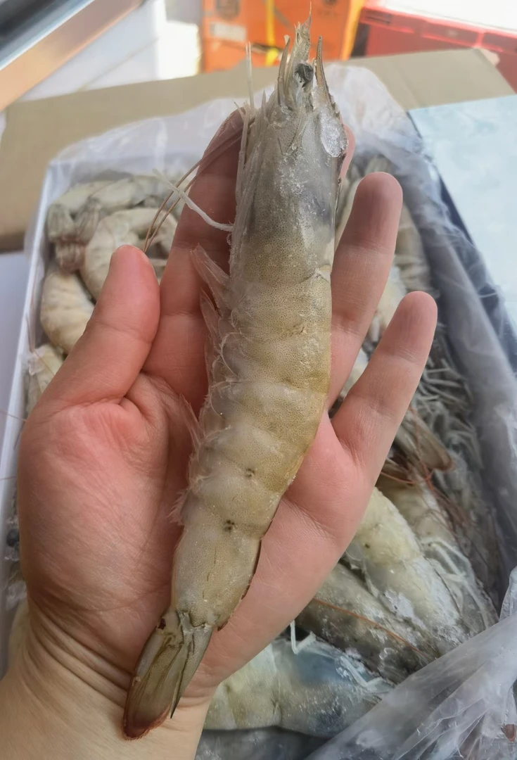 鑫鲜果屋白盒桑塔虾一盒（20~30）