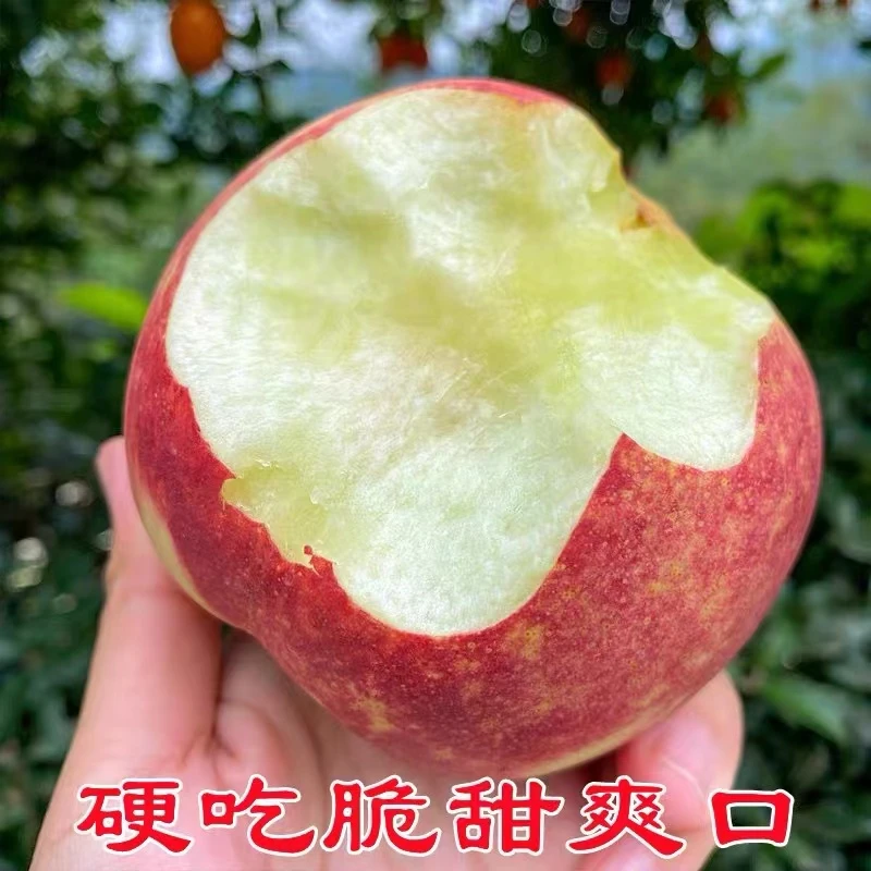 印霜红 脆甜 现摘现发货