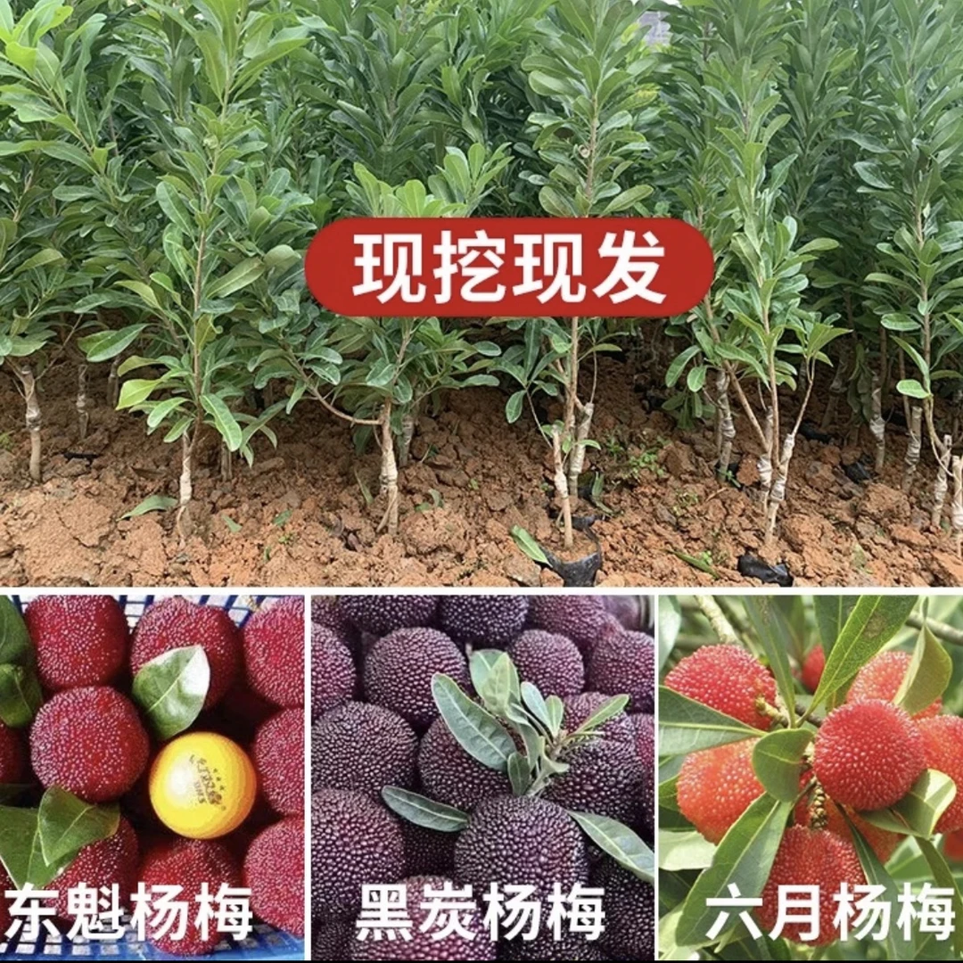 广西正宗东魁杨苗黑炭杨梅大小苗带土带叶子发货盆栽地栽