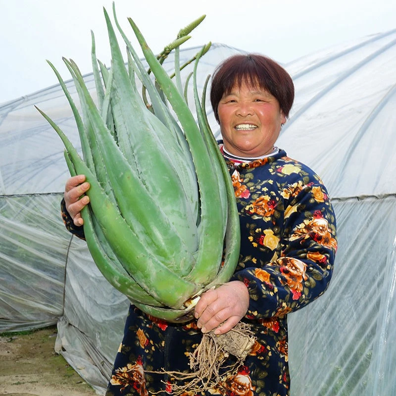 库拉索包赔植物盆栽净化空气祛痘祛斑四季种植基芦荟盆栽