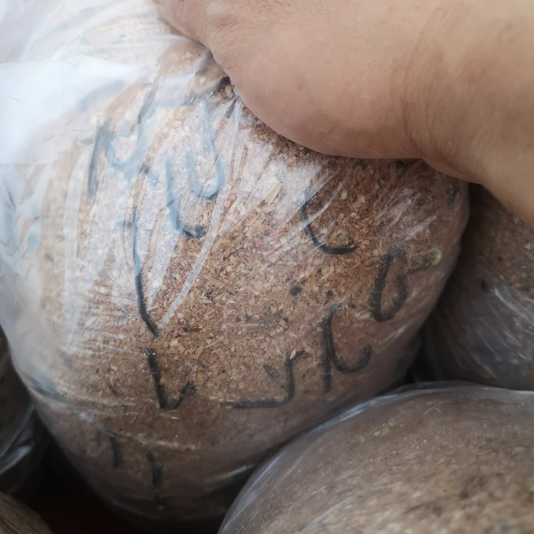 金弹子豆芽弯，约7斤种子