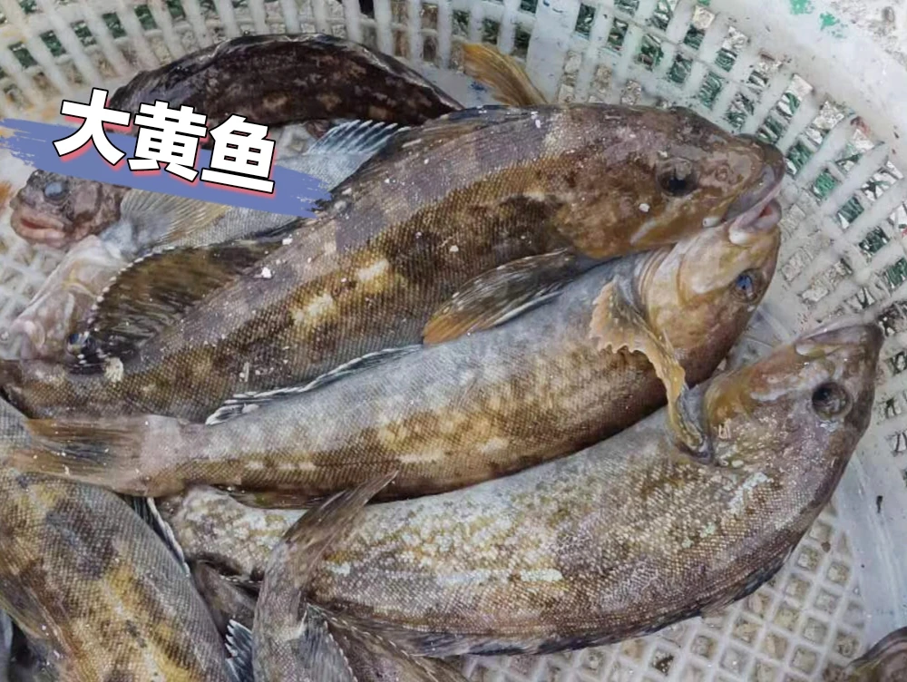 四斤黄鱼  黄鱼自家小船捕捞 现捕现卖 顺丰发货 保鲜
