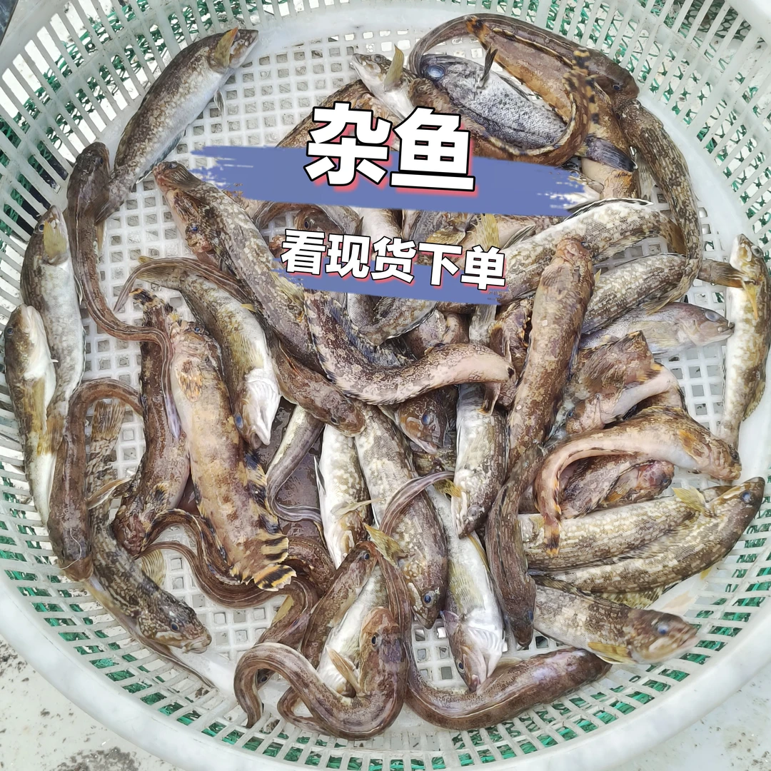 4斤杂鱼 （各种鱼 ）具体看现场货物下单  顺丰发货