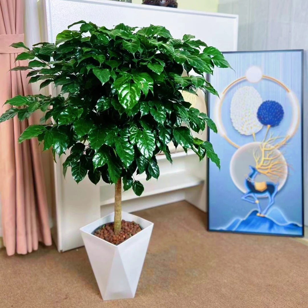 单杆幸福树【高70-80cm】好养盆景净化空气吸甲醛桌面绿植