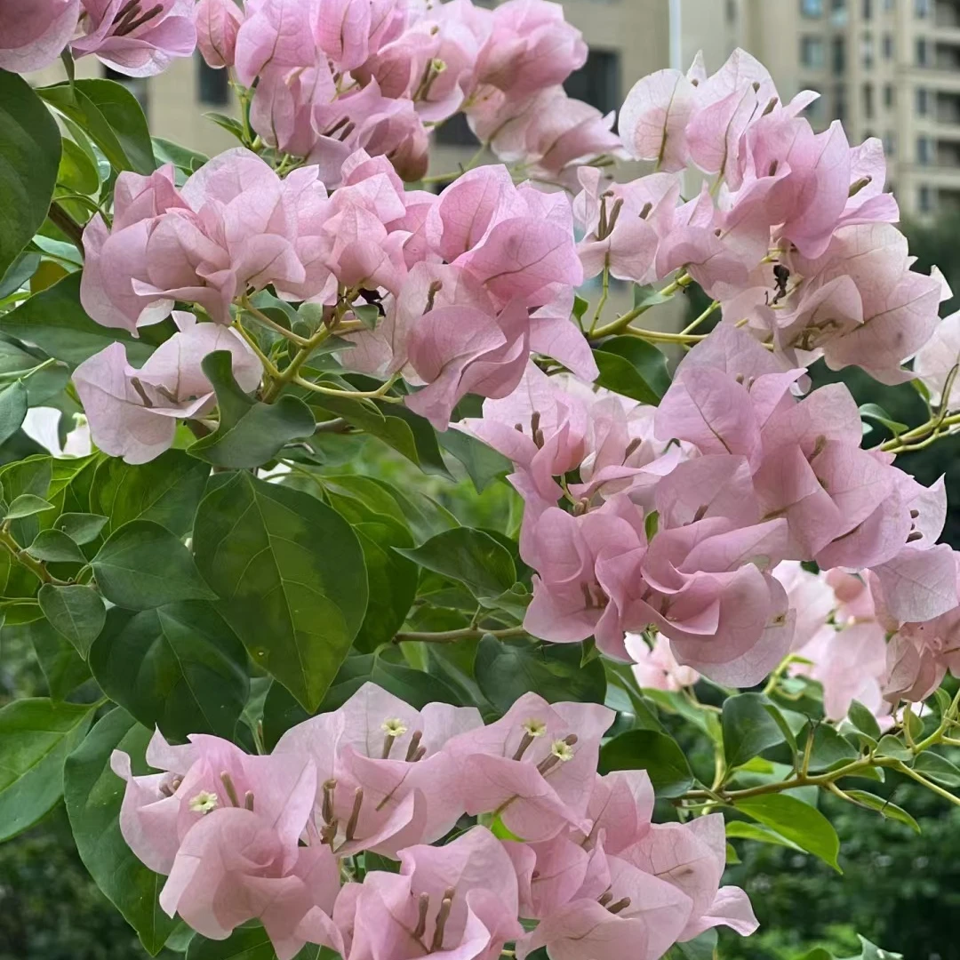 三角梅暗斑丽人袋苗
