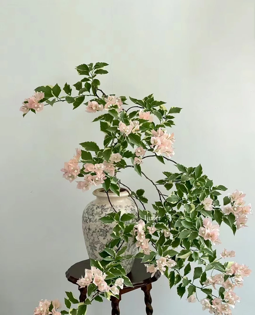 三角梅马斯品质袋苗