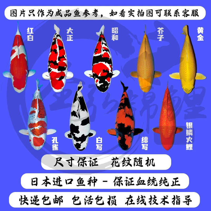 红白大正昭和芥子五色云南海南新疆内蒙不包邮