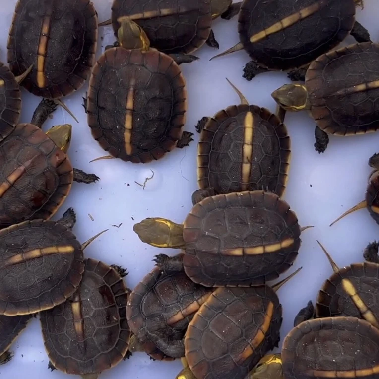 直播黄缘龟挑龟专用链接