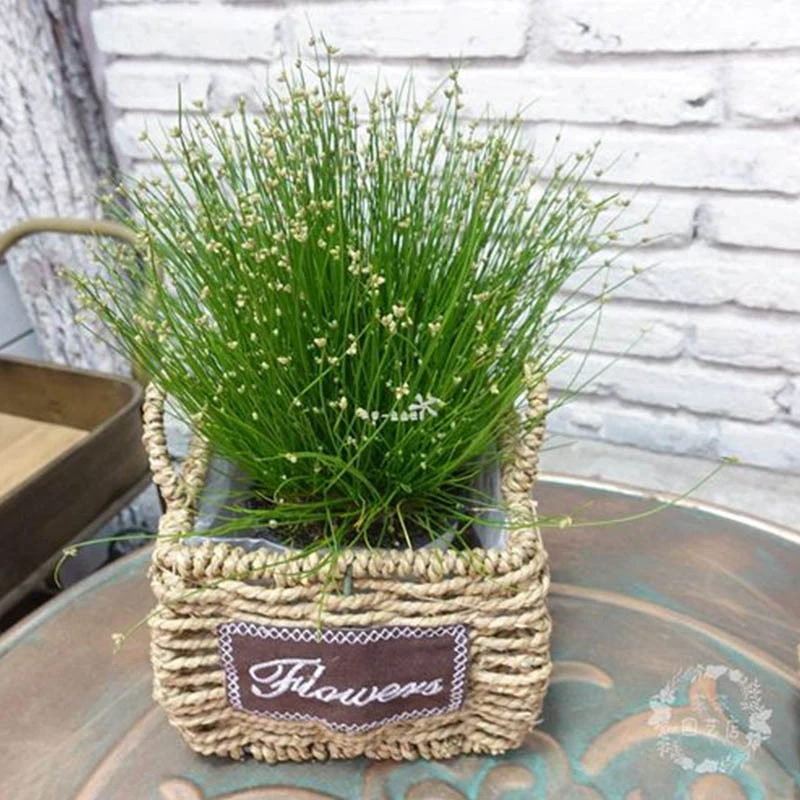 罗曼的花园光纤草画眉菅垂枝细莞多年生盆栽室内盆栽耐热耐阴好养