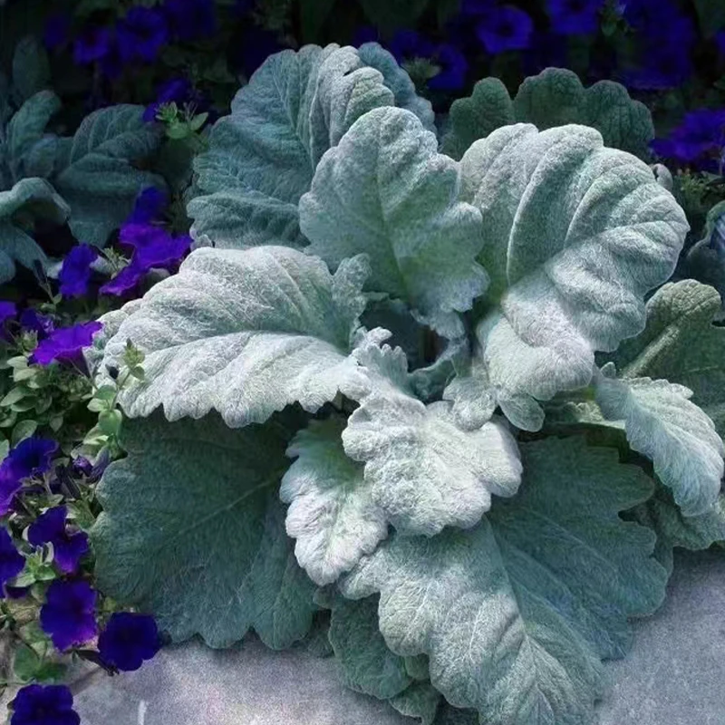 罗曼的花园银灰鼠尾草盆栽苗庭院常绿耐寒四季新手植物观赏