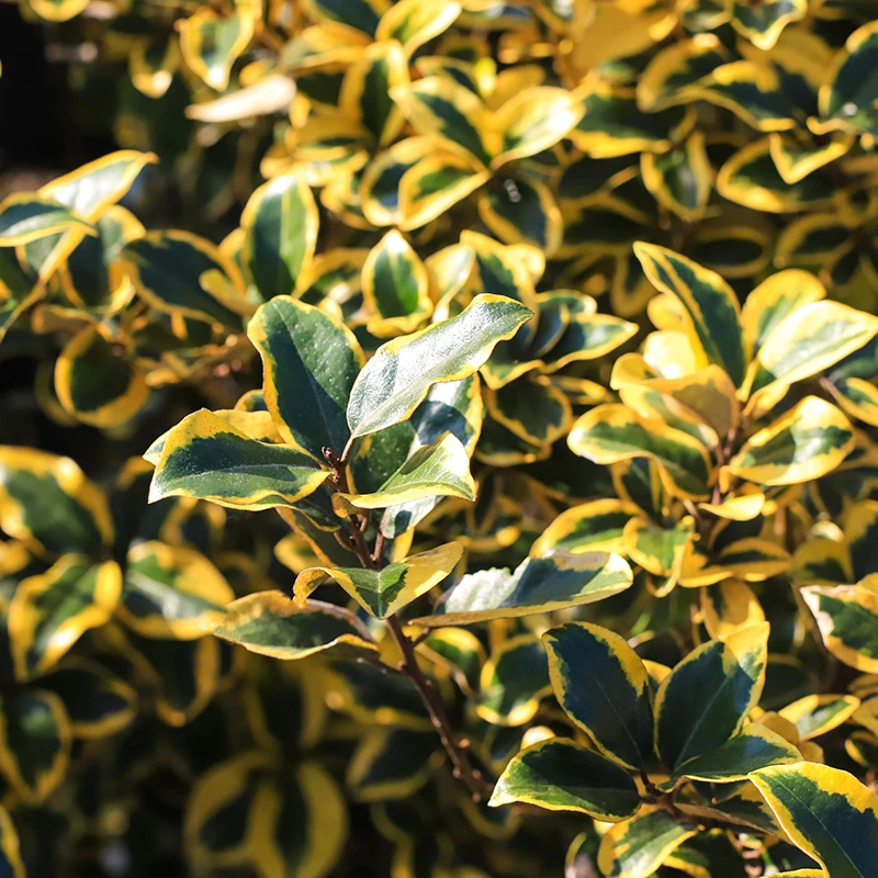 罗曼的花园 金边埃比胡颓子耐寒耐热观叶四季常绿灌木绿化景观