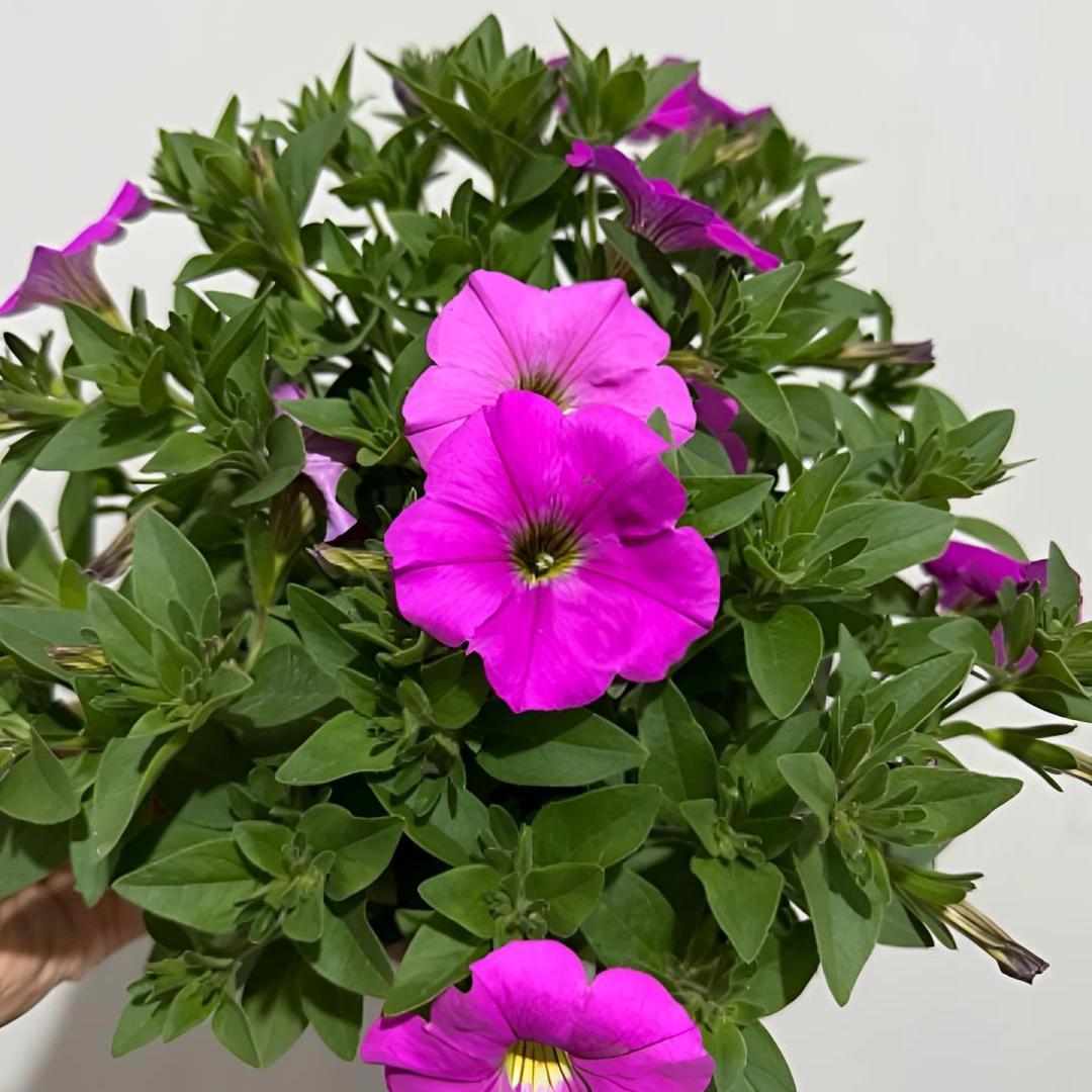 【牵牛花】庭院阳台花卉植物