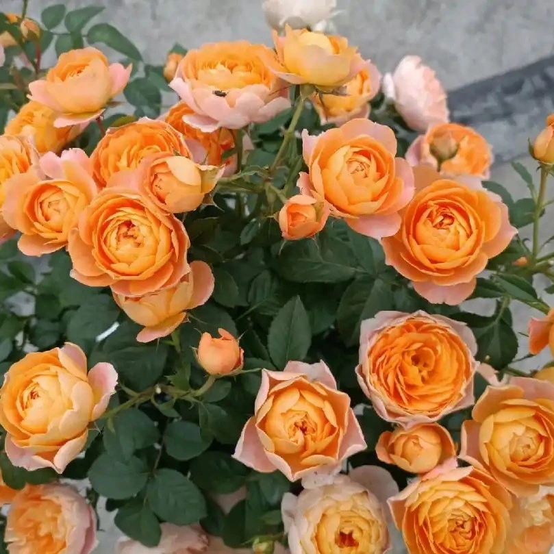 果汁阳台   加仑盆盆栽地栽四季可养