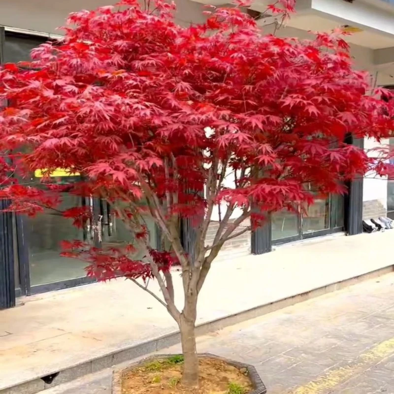 直播红枫树苗中国红枫三季红鸡爪槭树苗垂枝羽毛枫盆景日本红枫