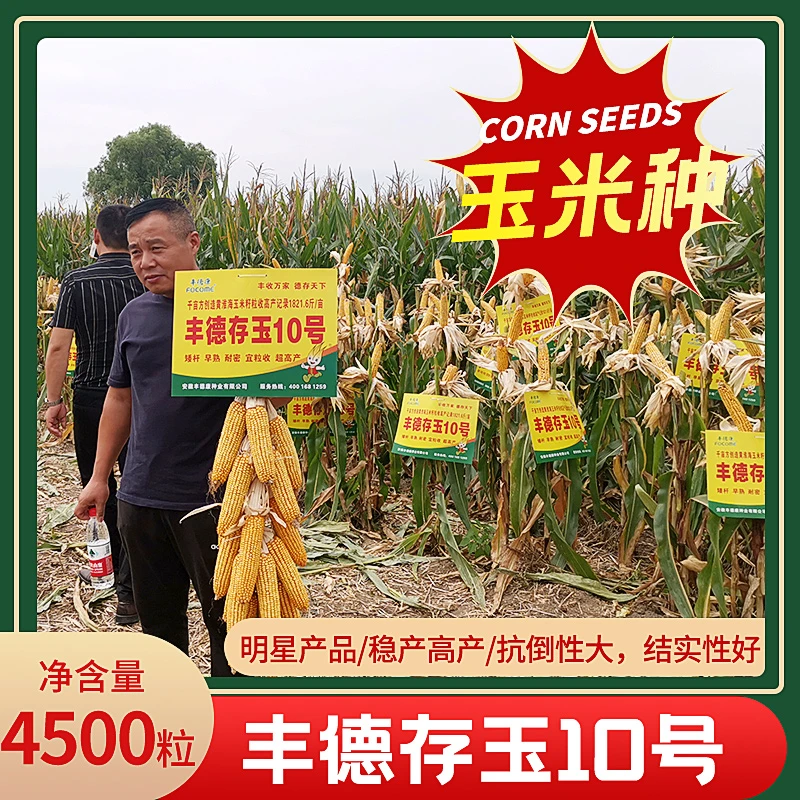 皖丰德康 丰德存玉10号玉米种 矮杆早熟 抗病 结实好 宜粒收 高产