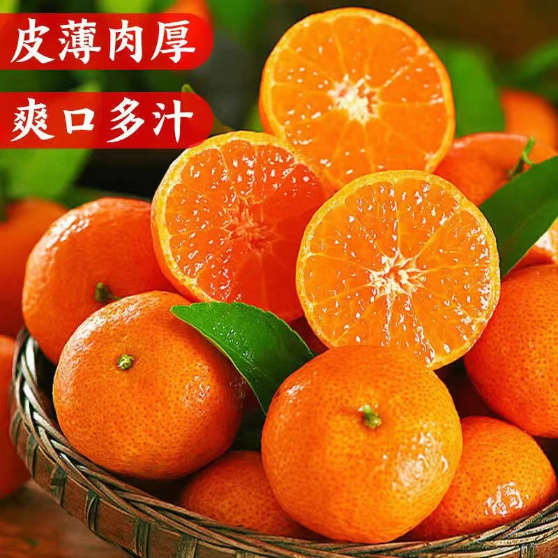 广西桂林砂糖橘小橘子橘子现摘现发